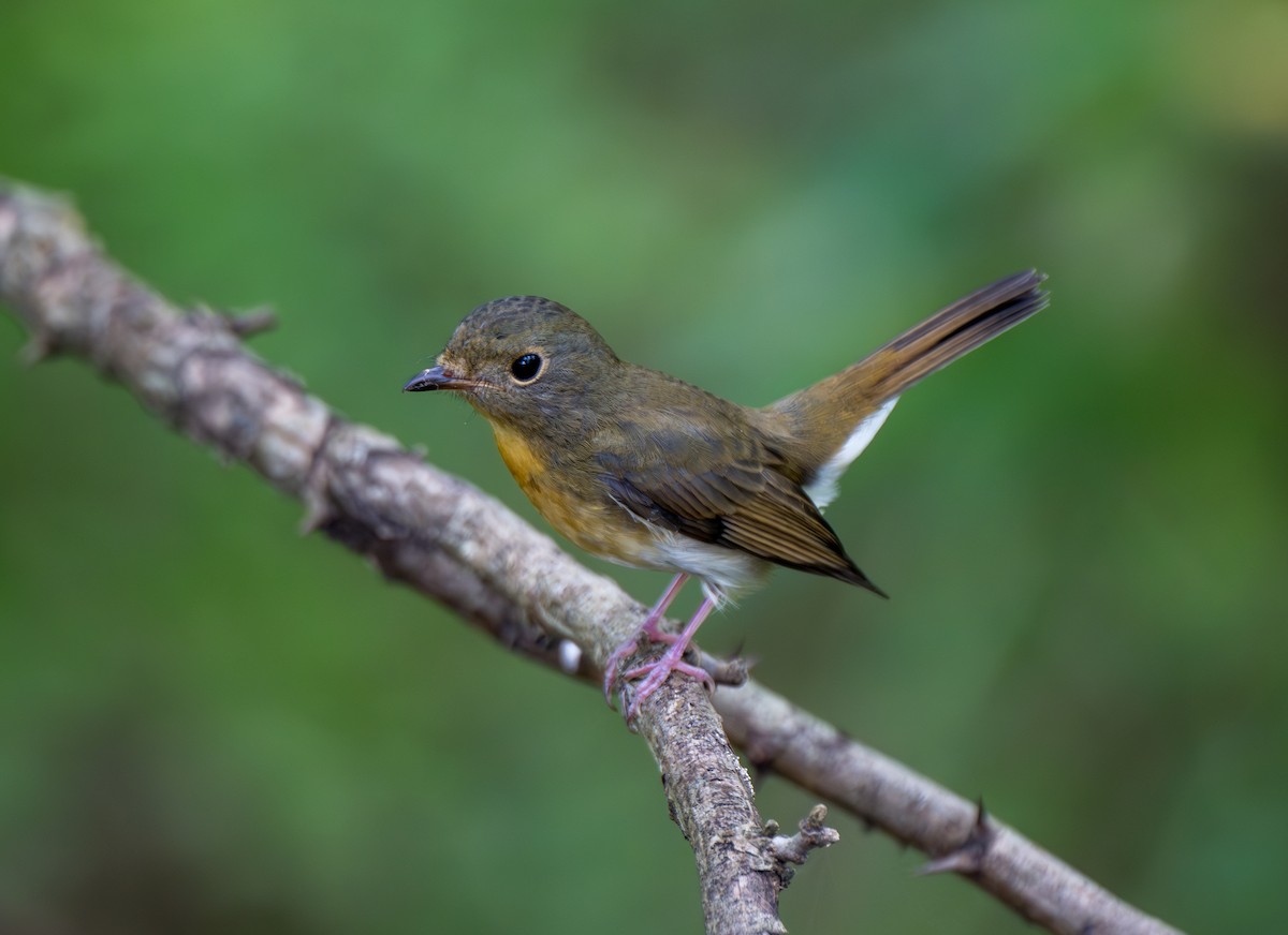 Chinese Blue Flycatcher - ML642799521