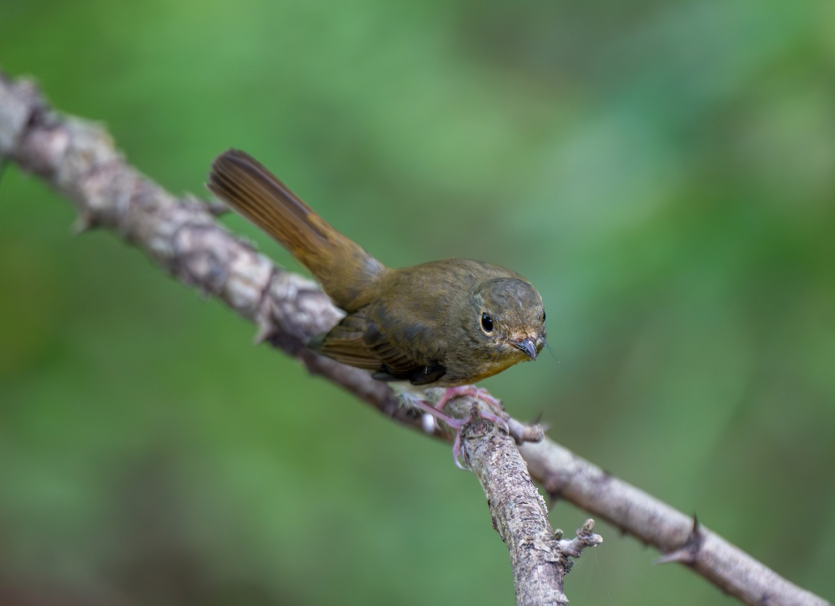 Chinese Blue Flycatcher - ML642799522