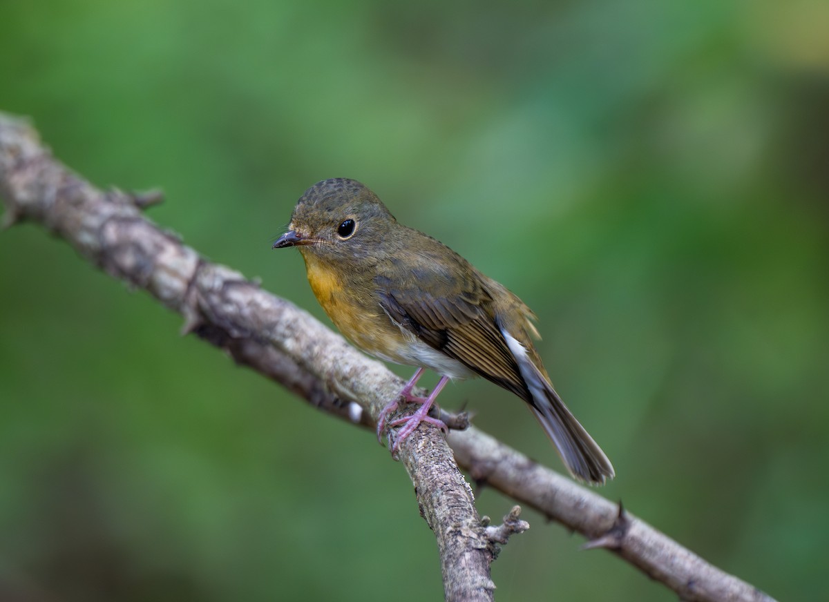 Chinese Blue Flycatcher - ML642799523