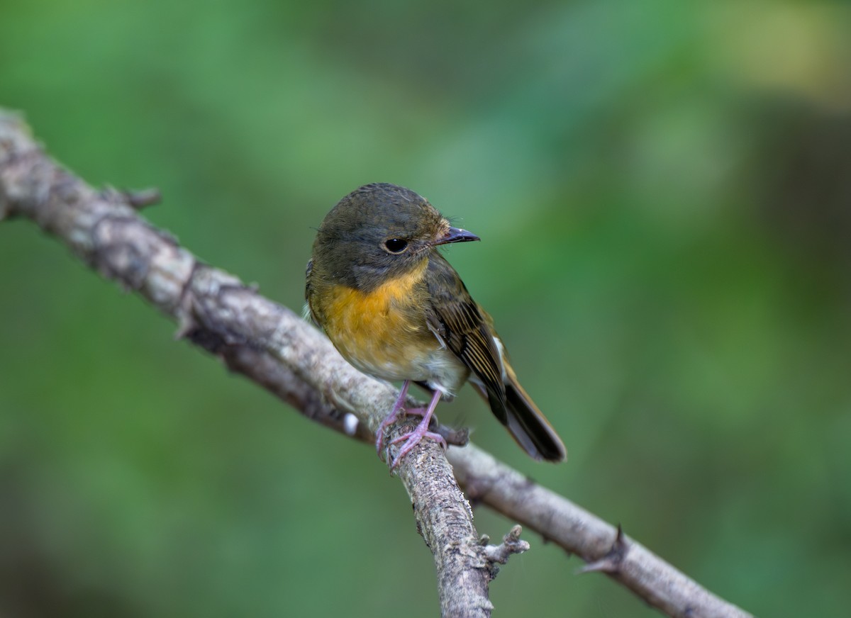 Chinese Blue Flycatcher - ML642799524