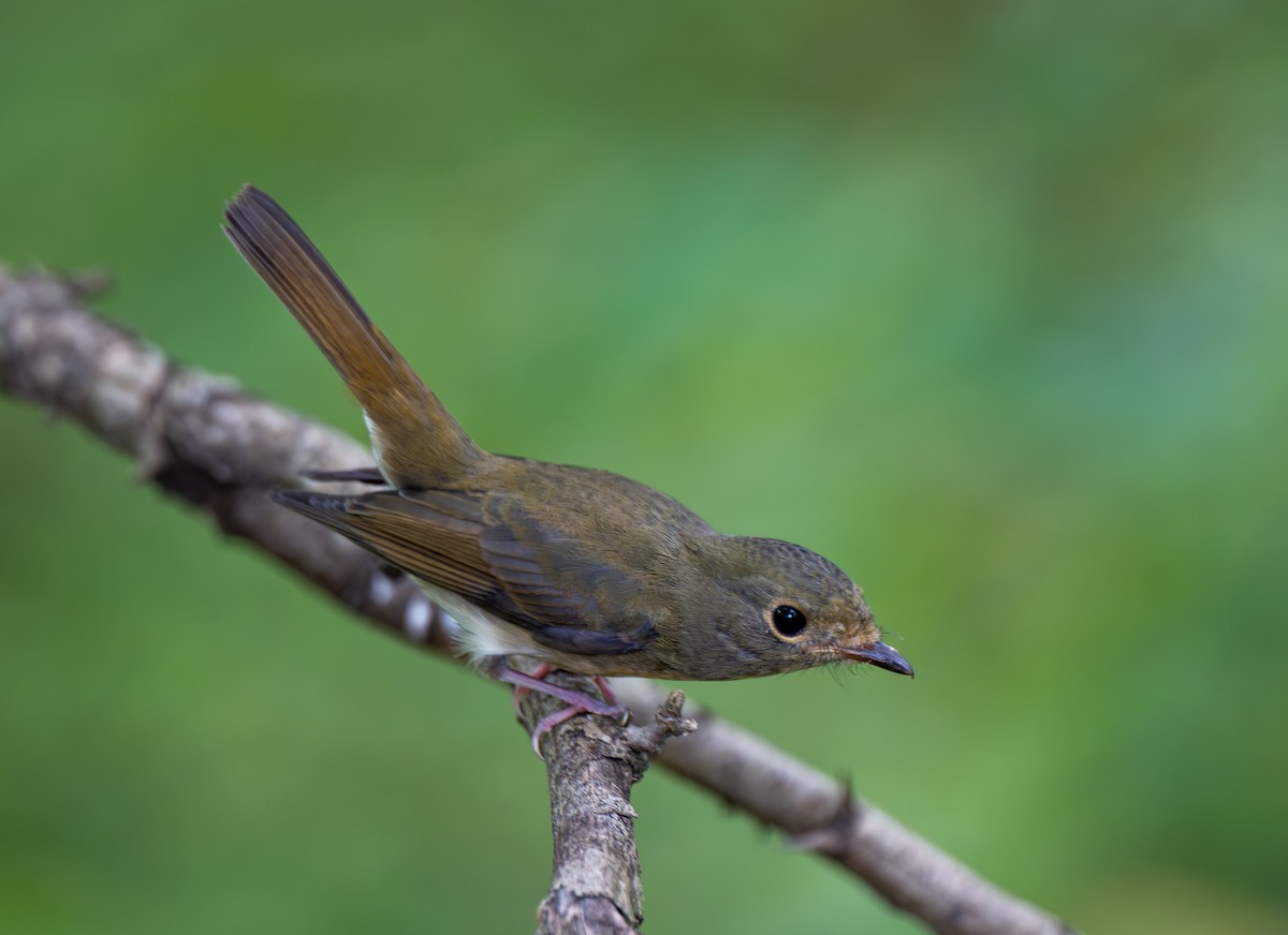 Chinese Blue Flycatcher - ML642799525