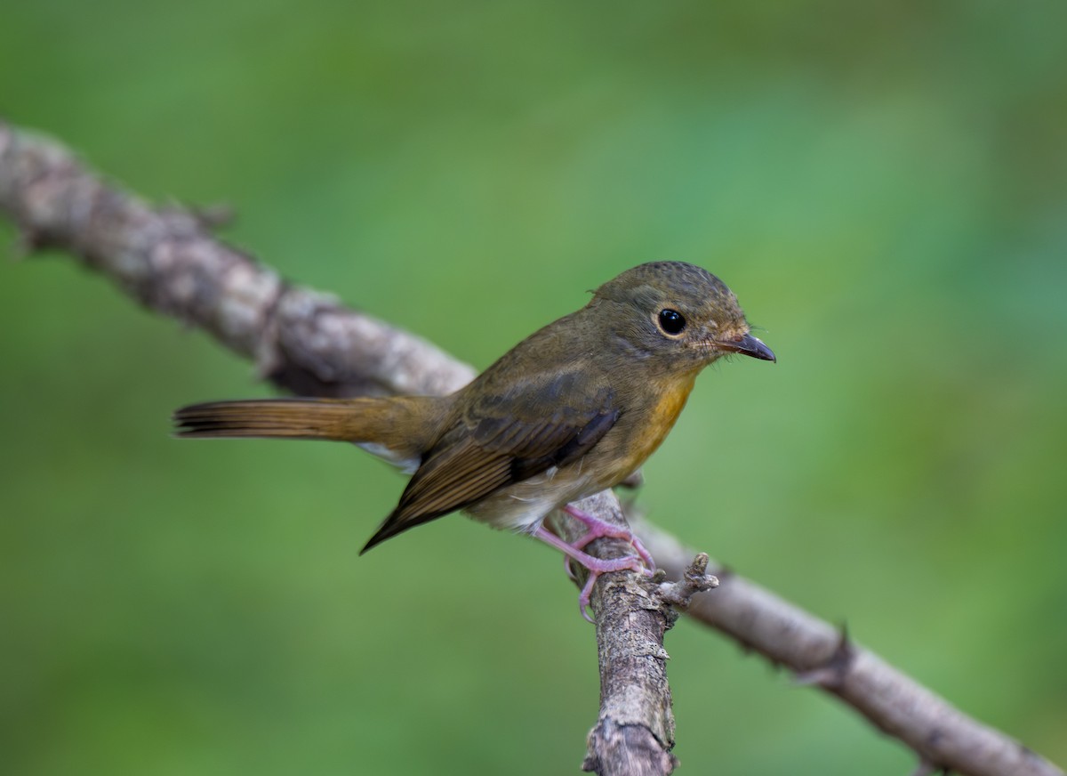 Chinese Blue Flycatcher - ML642799526
