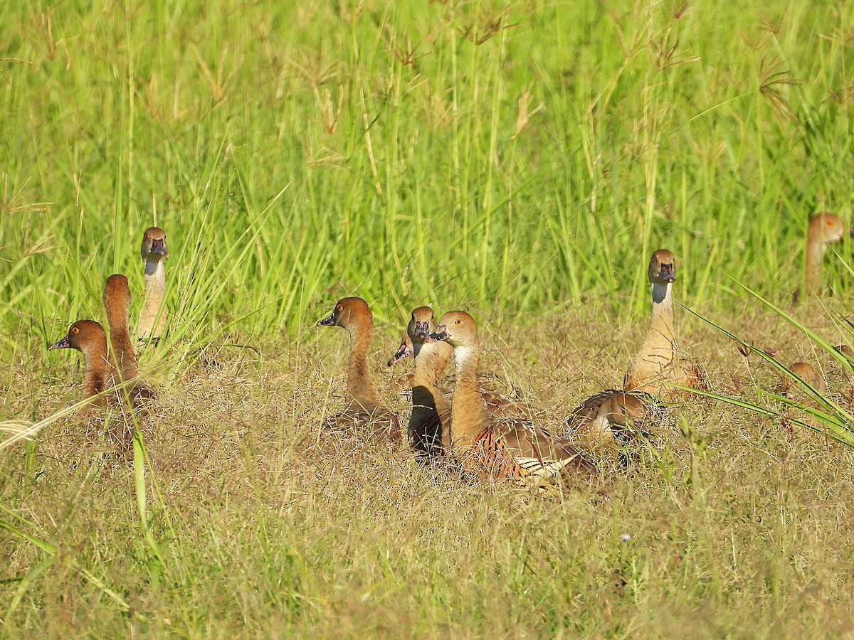 Plumed Whistling-Duck - ML642799527