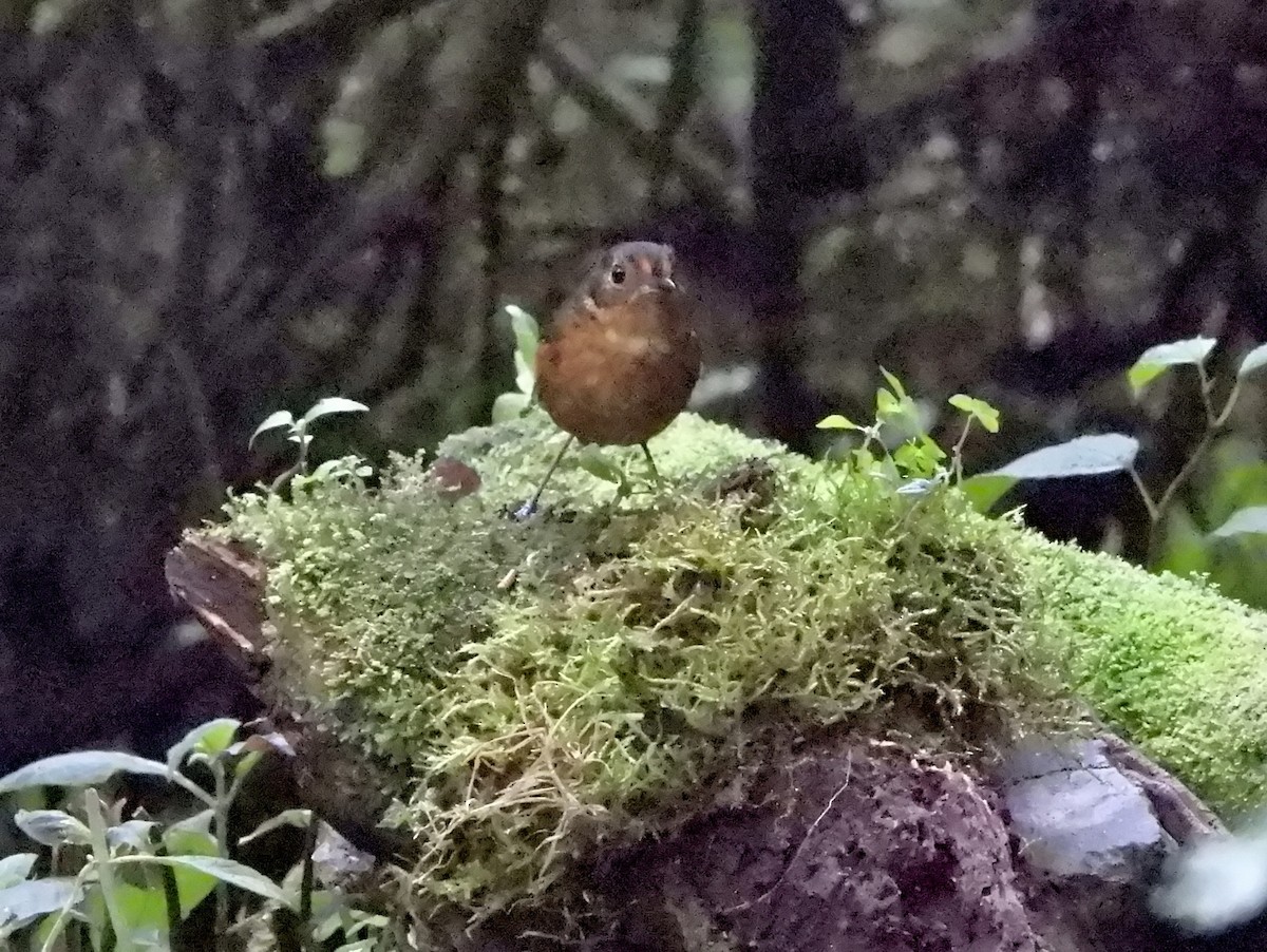 Slate-crowned Antpitta - ML642799528
