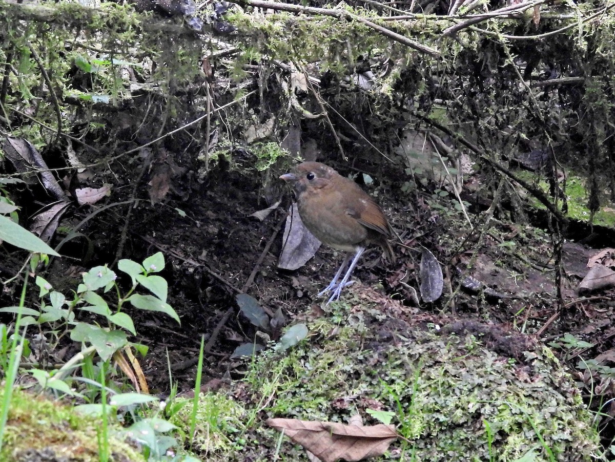 Slate-crowned Antpitta - ML642799529