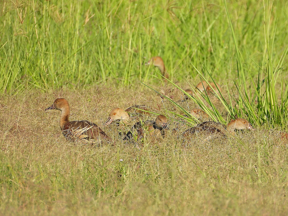 Plumed Whistling-Duck - ML642799530