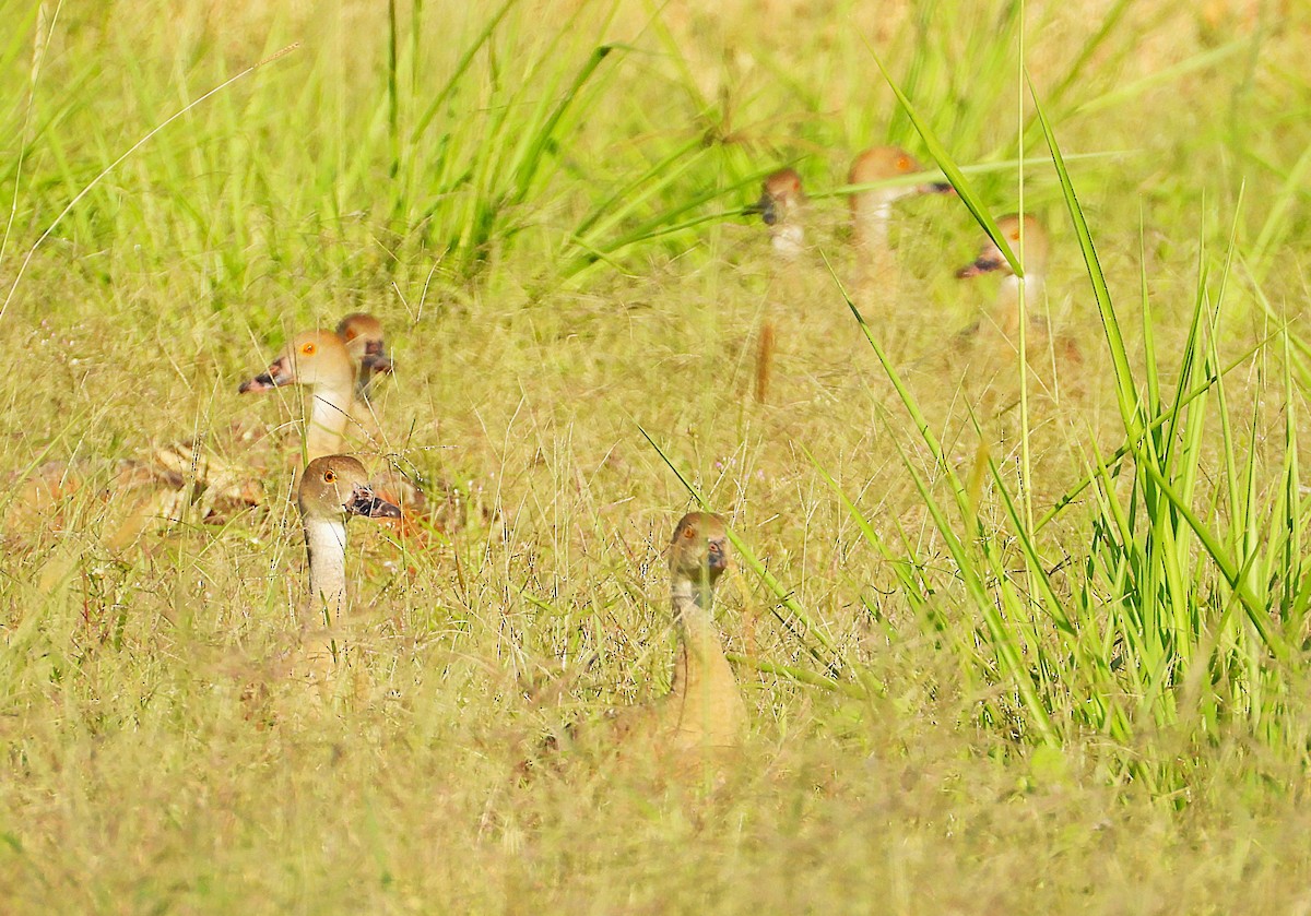 Plumed Whistling-Duck - ML642799531