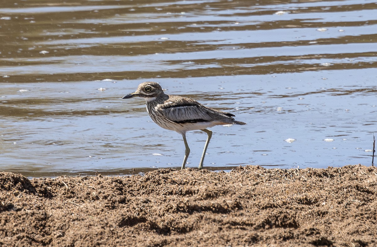 Water Thick-knee - ML642799532
