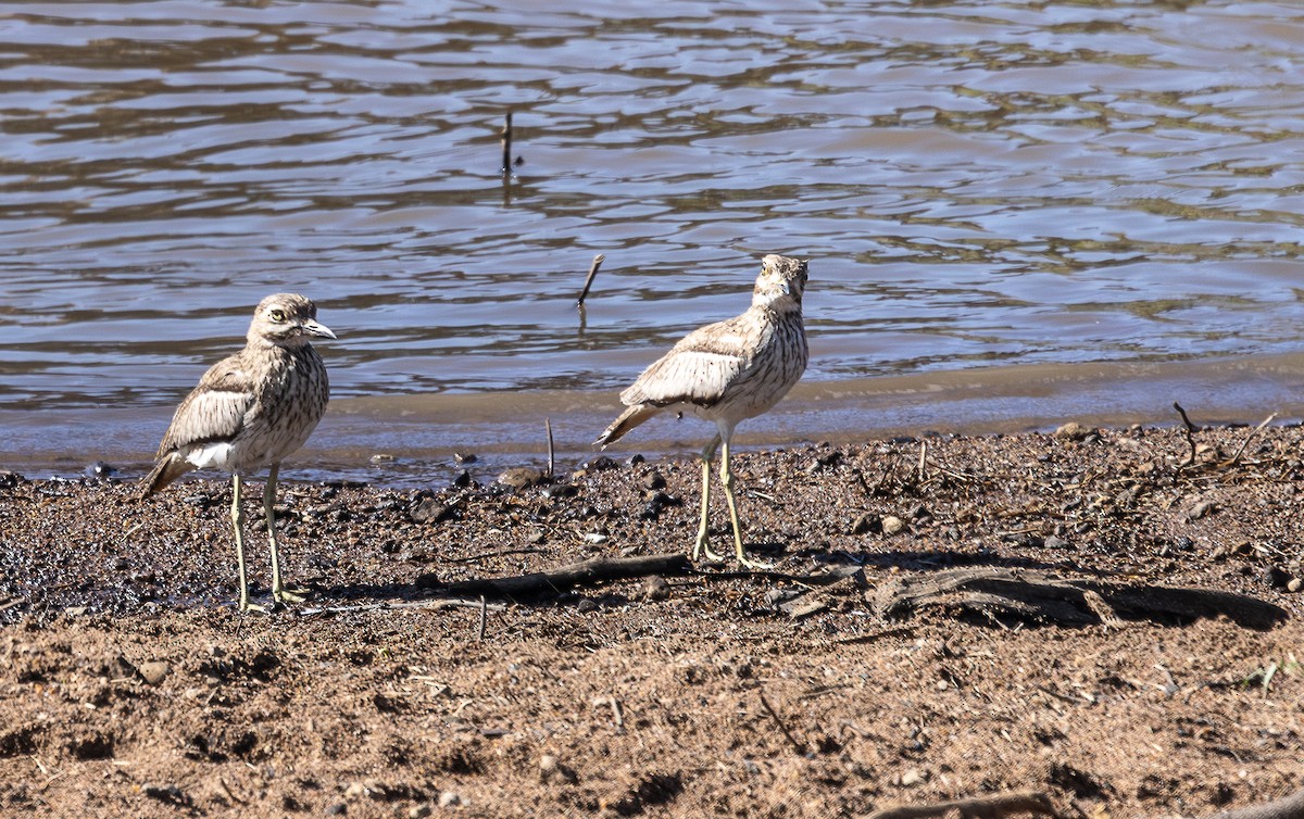 Water Thick-knee - ML642799533