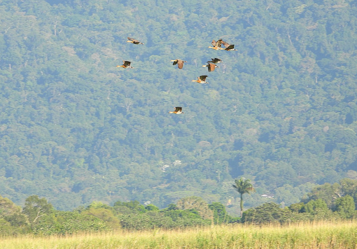 Plumed Whistling-Duck - ML642799536