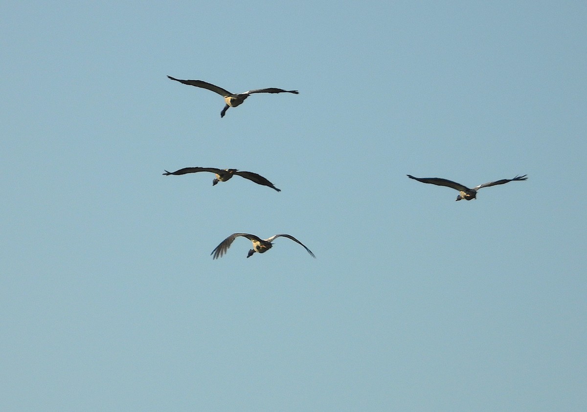 Magpie Goose - ML642799537