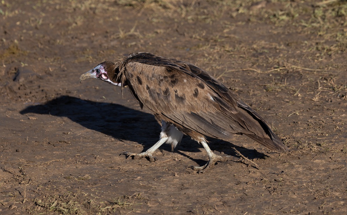 Hooded Vulture - ML642799540