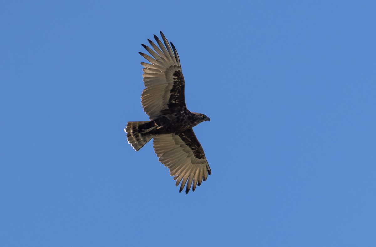 Brown Snake-Eagle - ML642799542