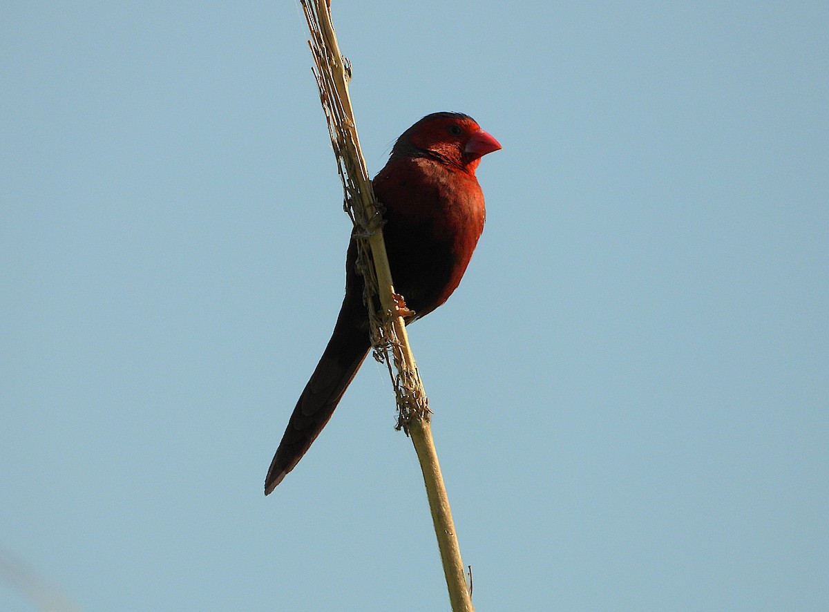 Crimson Finch - ML642799543