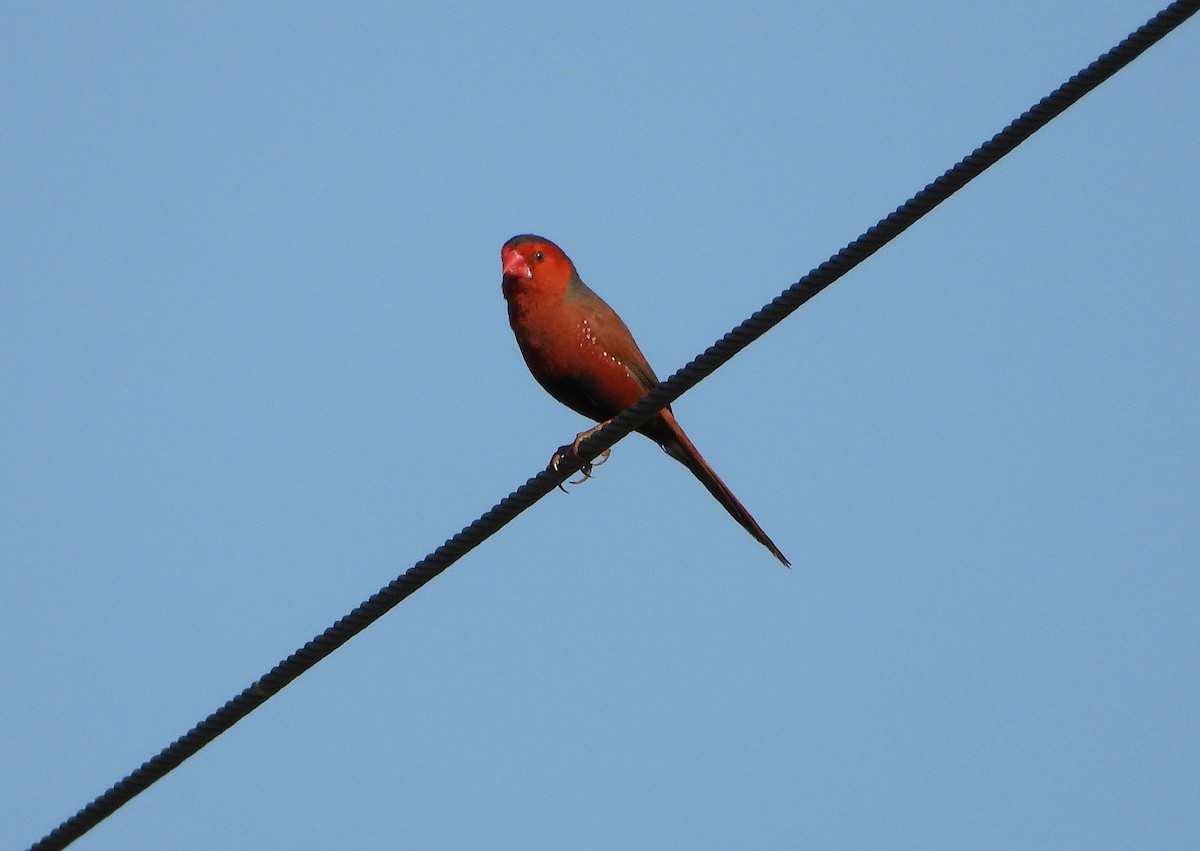 Crimson Finch - ML642799544