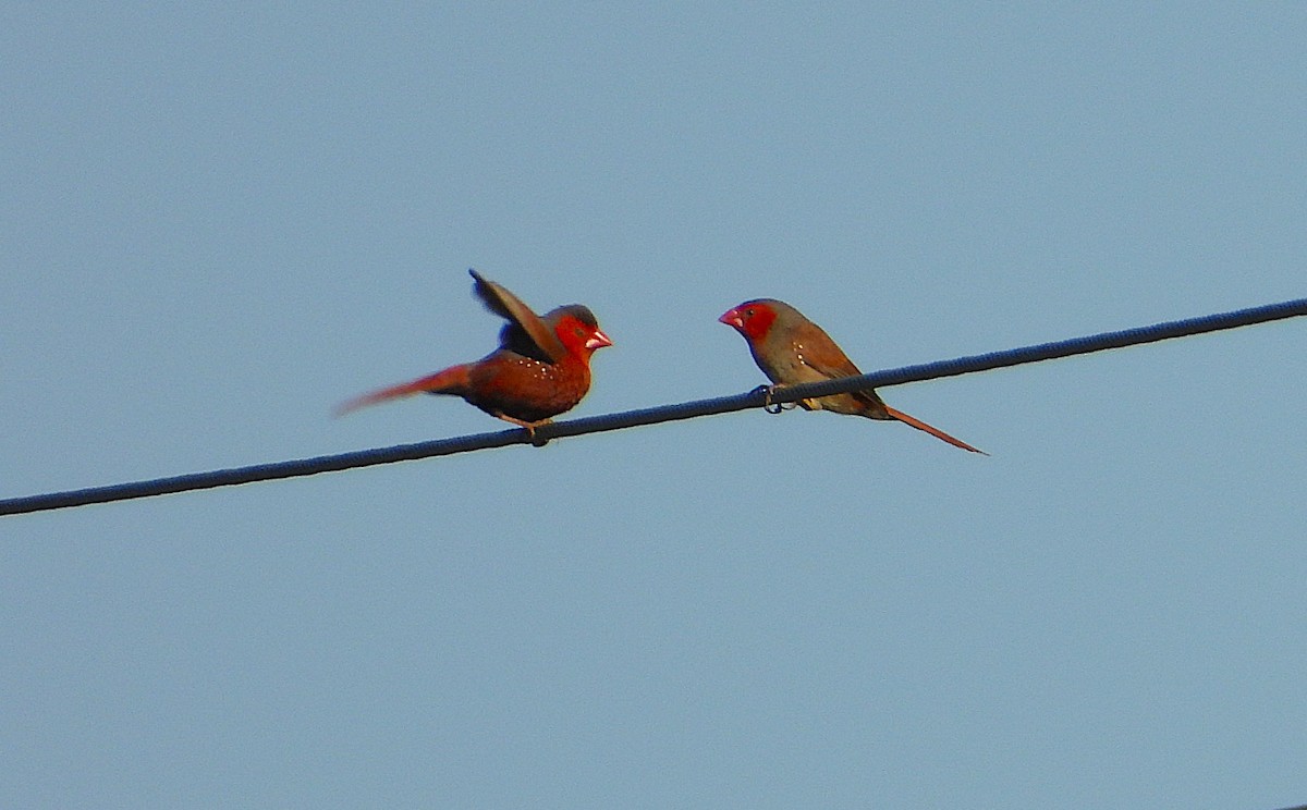 Crimson Finch - ML642799545
