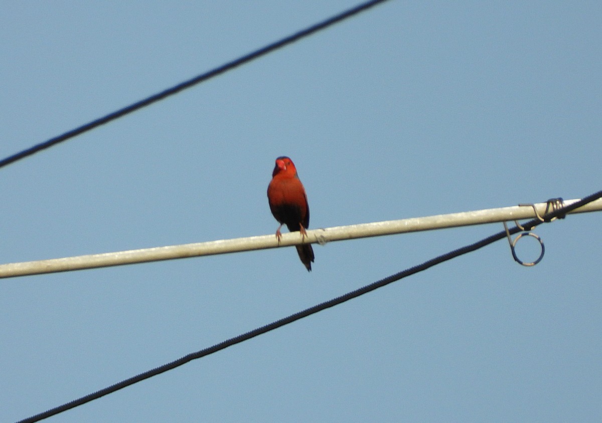 Crimson Finch - ML642799546