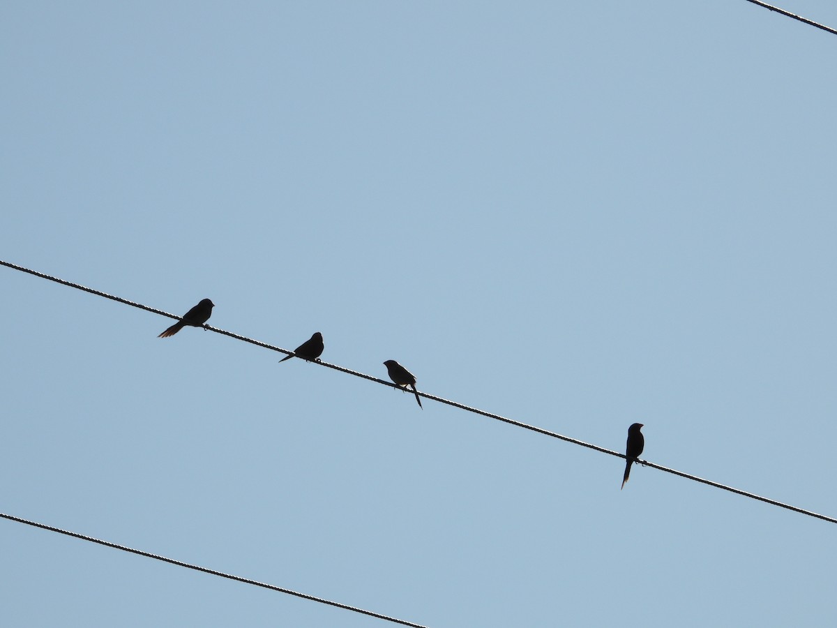 Crimson Finch - ML642799548