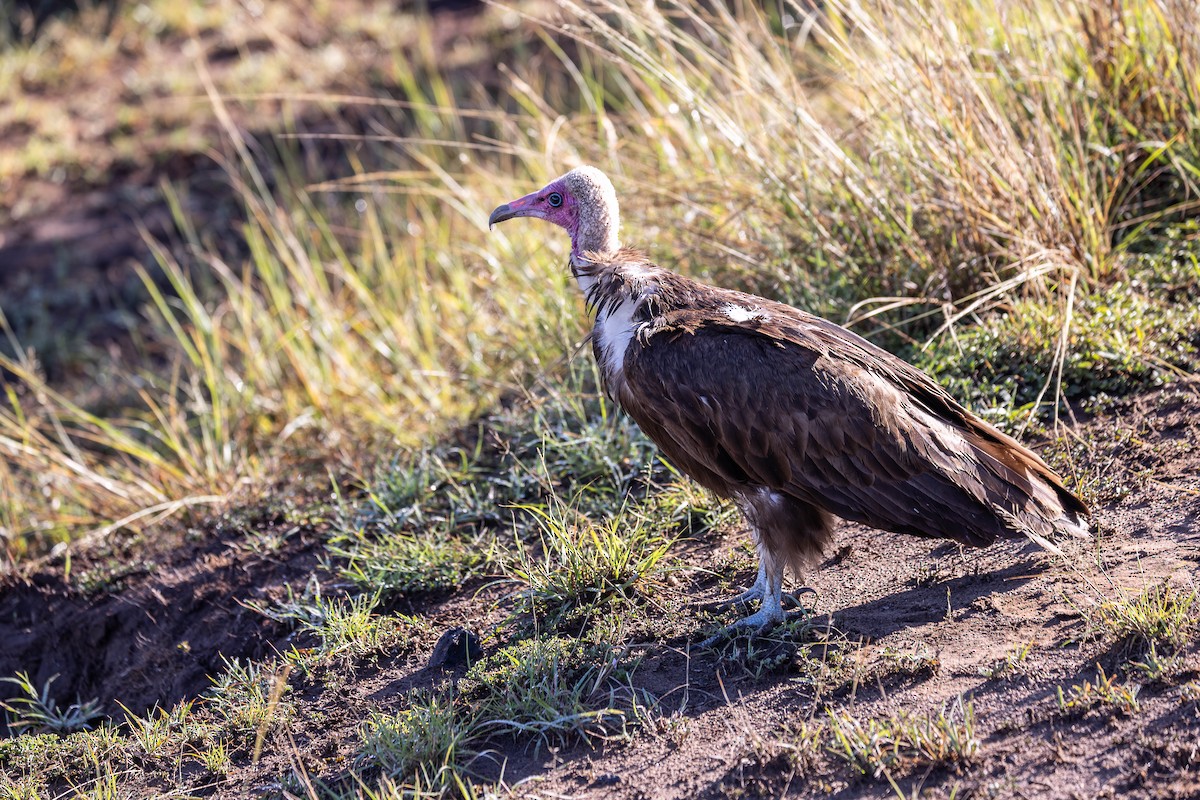 Hooded Vulture - ML642799677