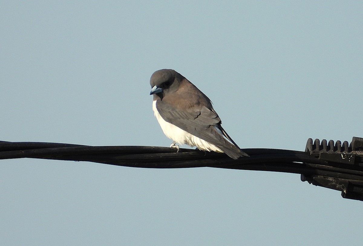 White-breasted Woodswallow - ML642799690