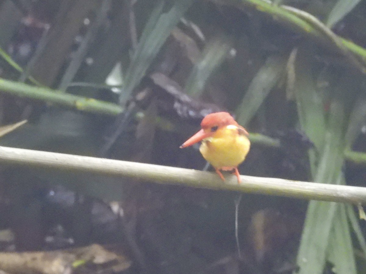 Rufous-backed Dwarf-Kingfisher - ML642799692