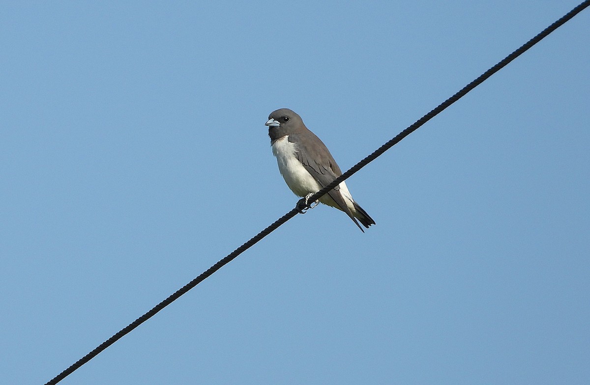 White-breasted Woodswallow - ML642799693