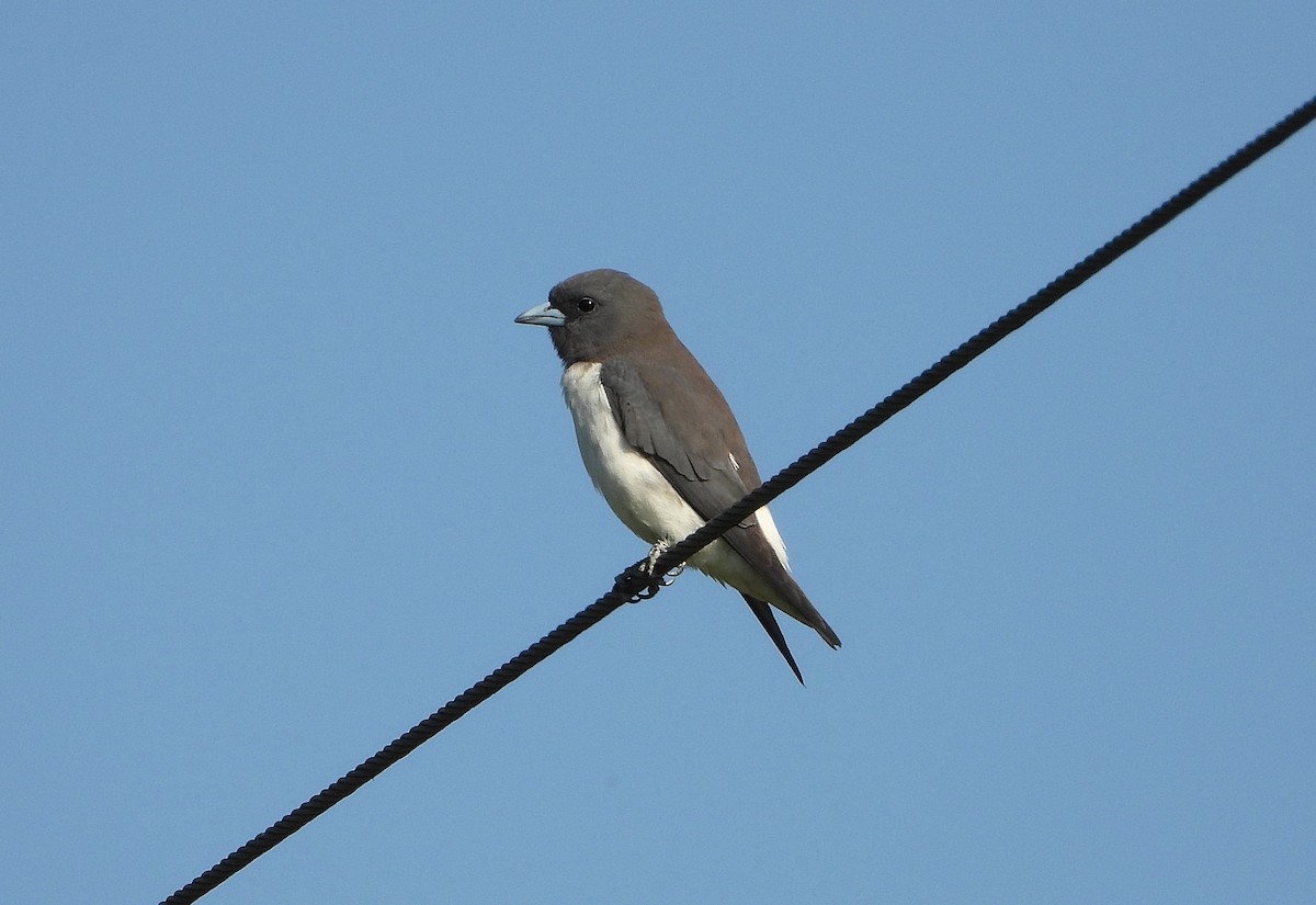 White-breasted Woodswallow - ML642799694