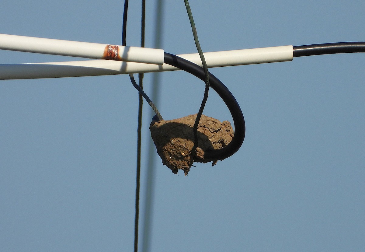 White-breasted Woodswallow - ML642799695