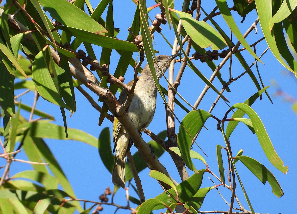 Brown Honeyeater - ML642799696