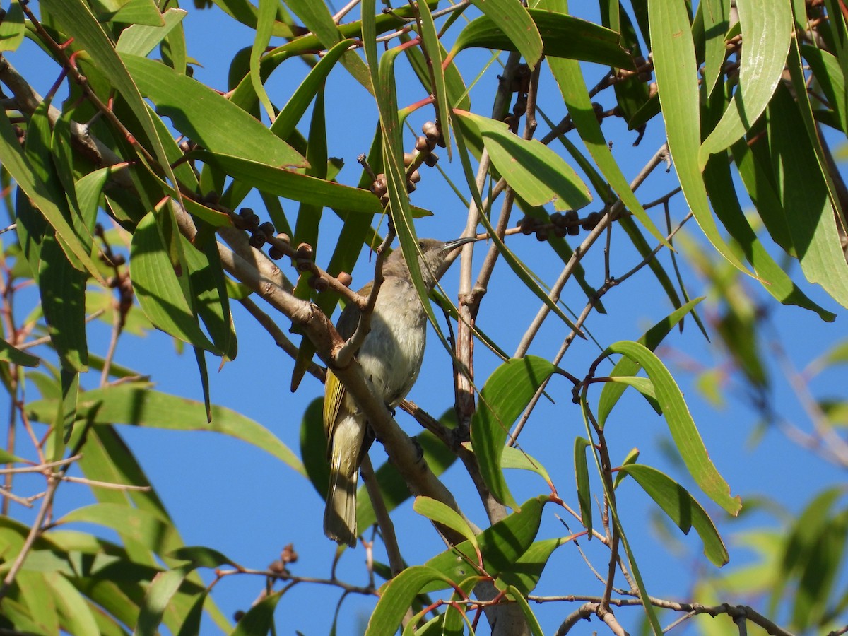 Brown Honeyeater - ML642799697