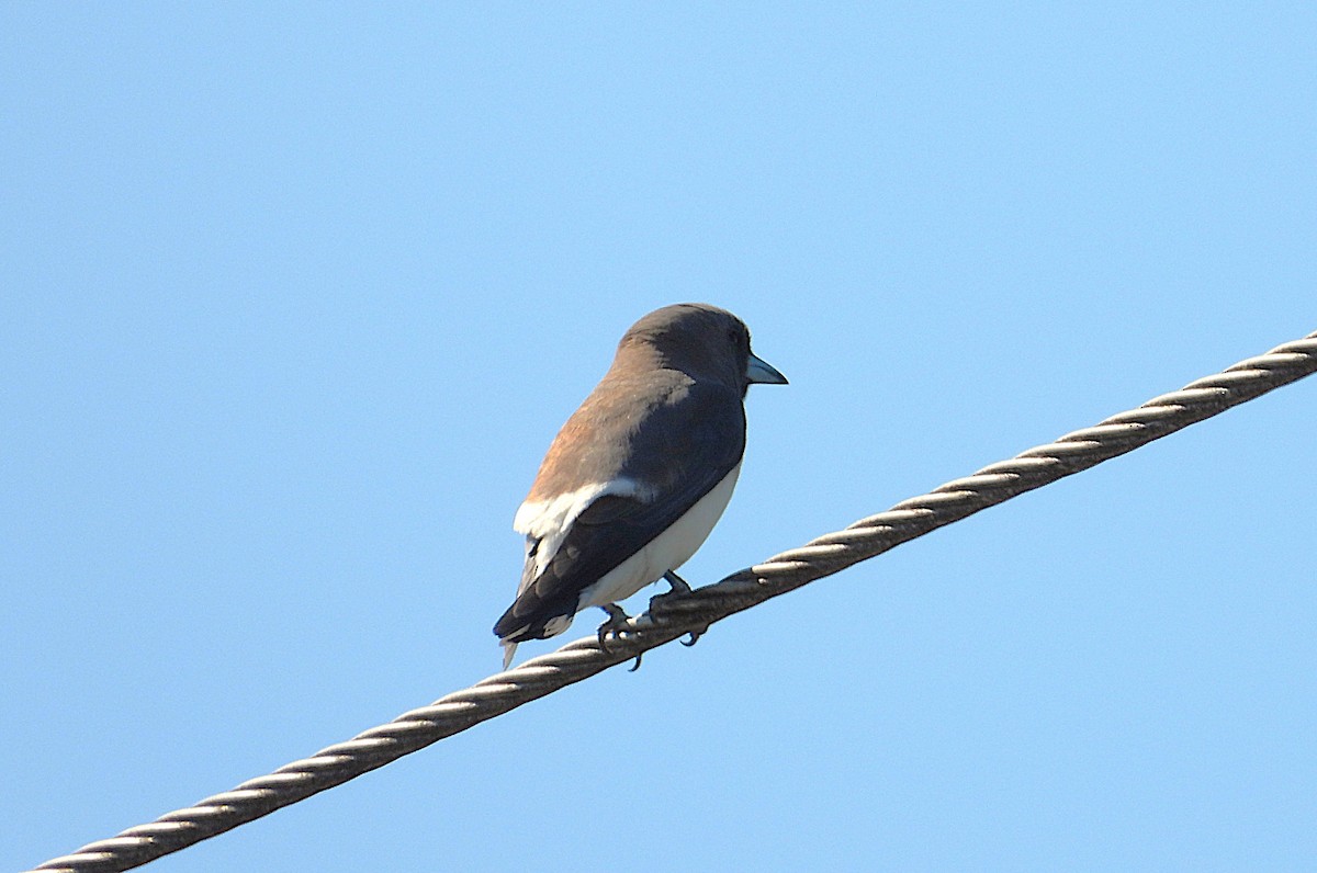 White-breasted Woodswallow - ML642799710