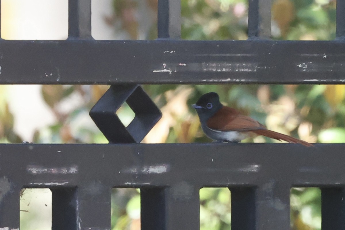 African Paradise-Flycatcher - ML642799740