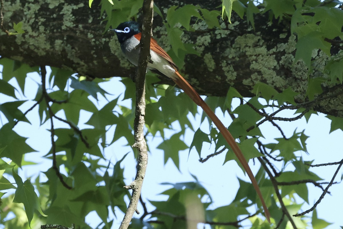 African Paradise-Flycatcher - ML642799741