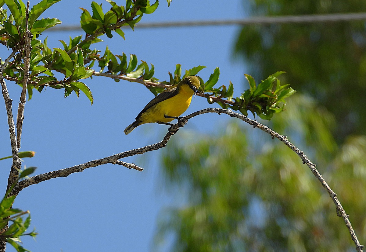 Sahul Sunbird - ML642799743