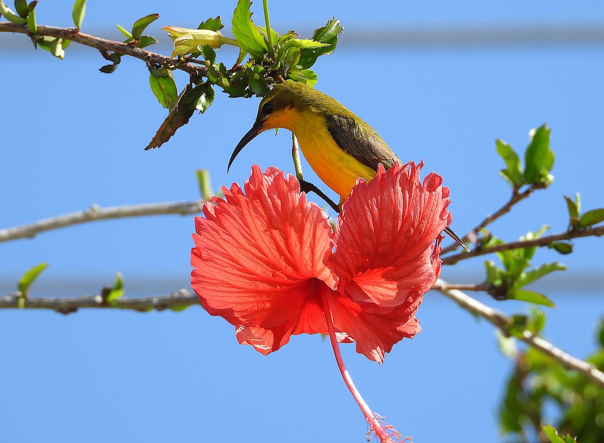 Sahul Sunbird - ML642799744