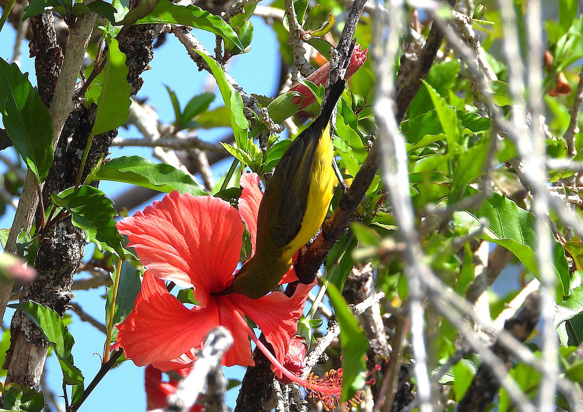 Sahul Sunbird - ML642799748