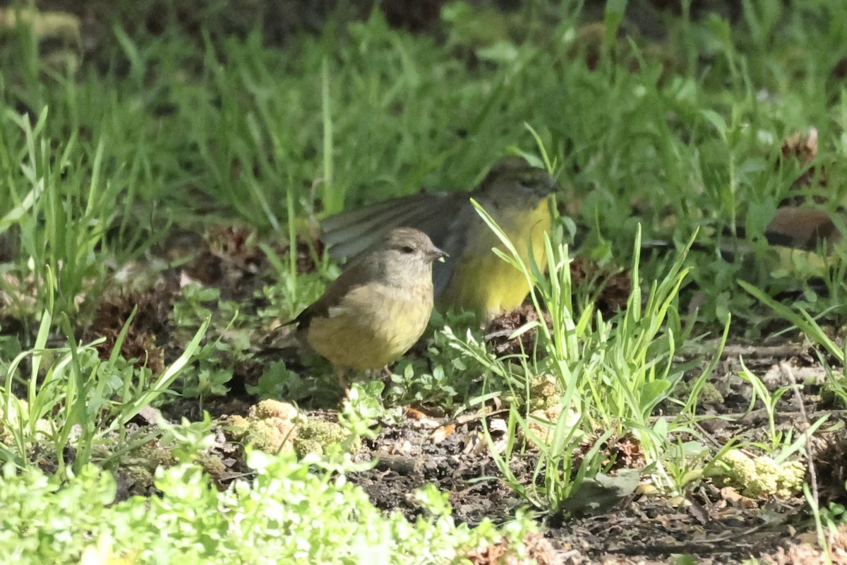 Cape Siskin - ML642799749