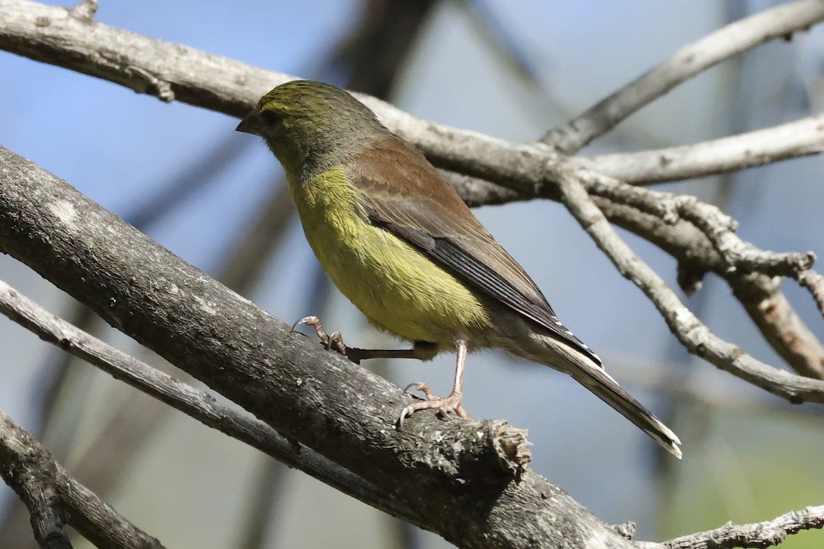 Cape Siskin - ML642799750