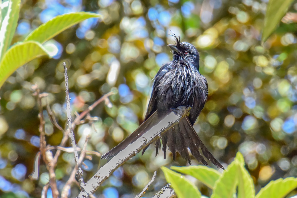 Crested Drongo - ML642799751