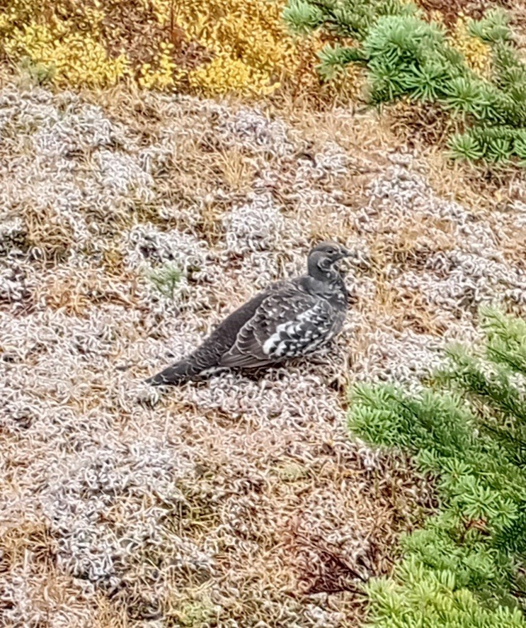 Dusky Grouse - ML642799755