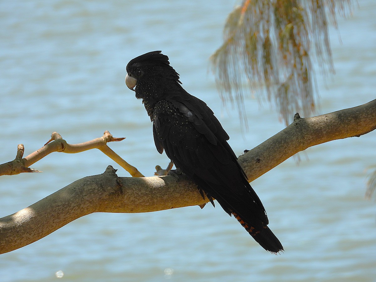 Red-tailed Black-Cockatoo - ML642799756