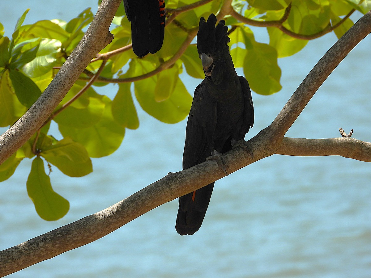 Red-tailed Black-Cockatoo - ML642799757