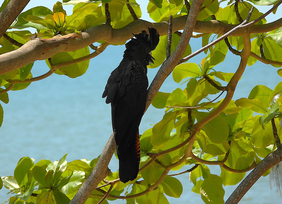 Red-tailed Black-Cockatoo - ML642799758