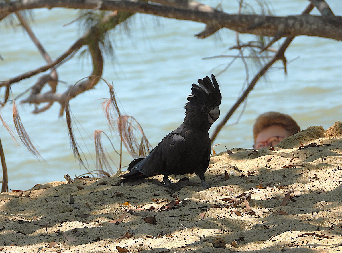Red-tailed Black-Cockatoo - ML642799759