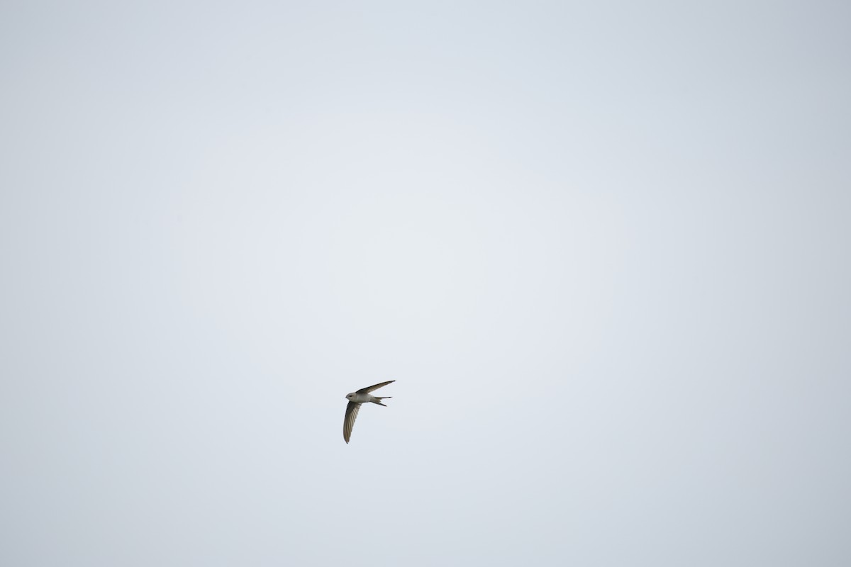 Asian Palm Swift - ML642799760