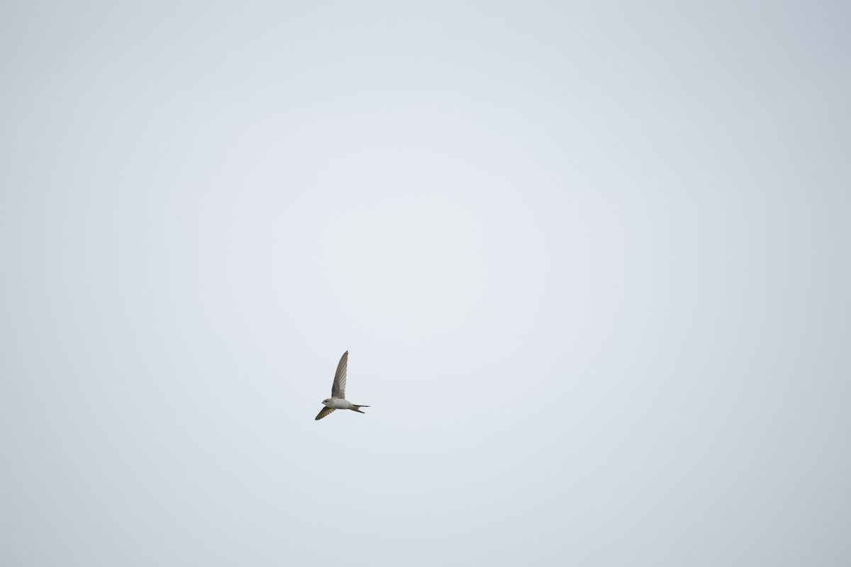 Asian Palm Swift - ML642799761