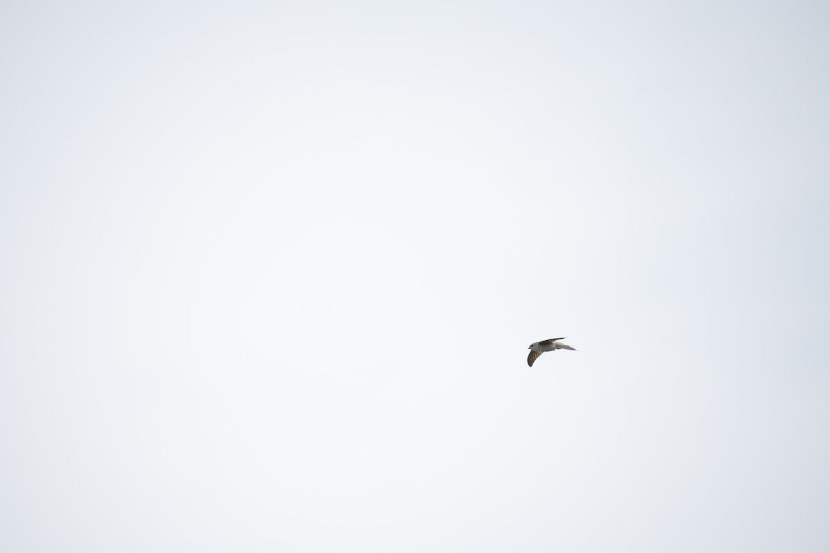 Asian Palm Swift - ML642799762