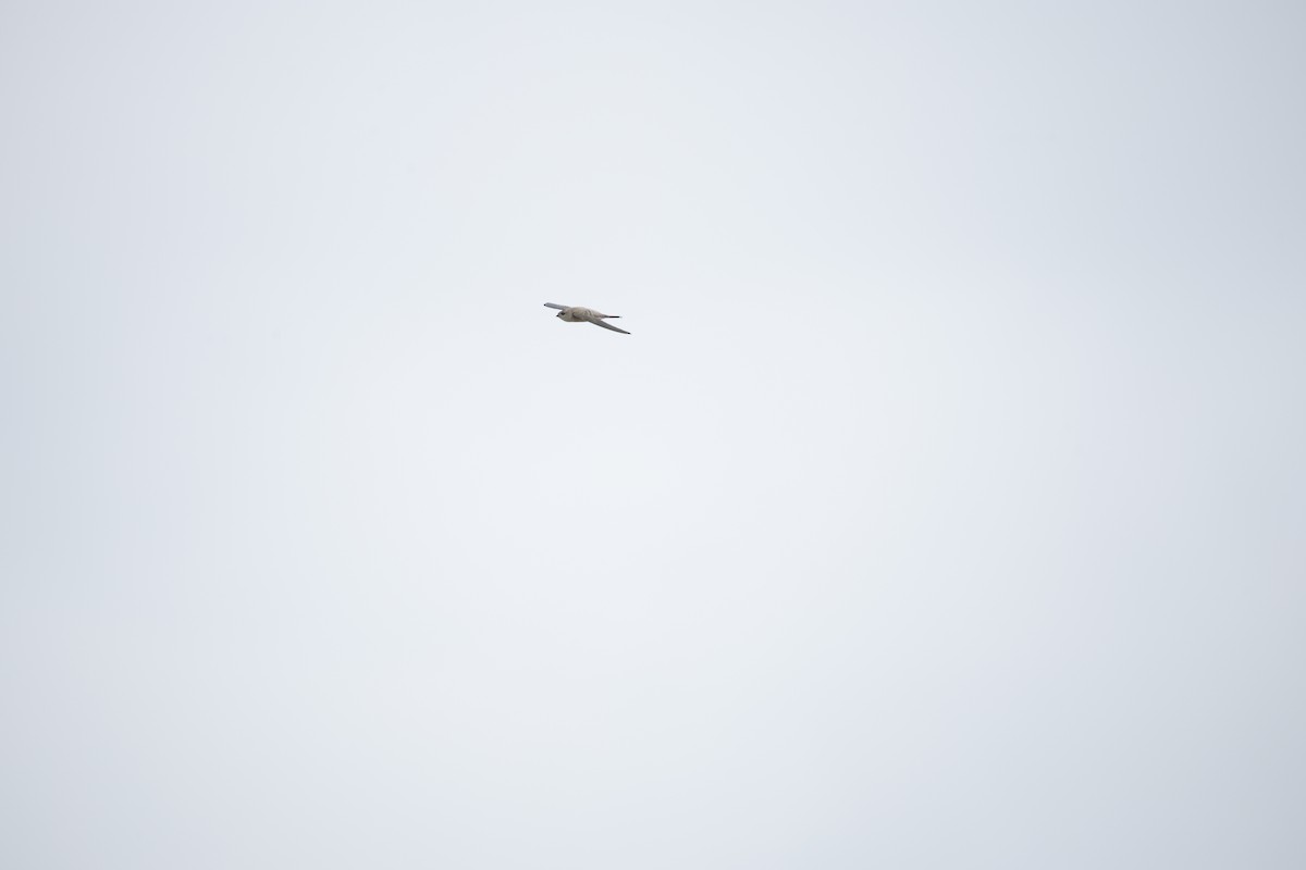 Asian Palm Swift - ML642799763
