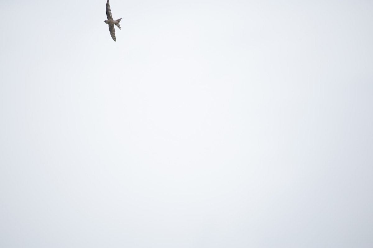 Asian Palm Swift - ML642799764