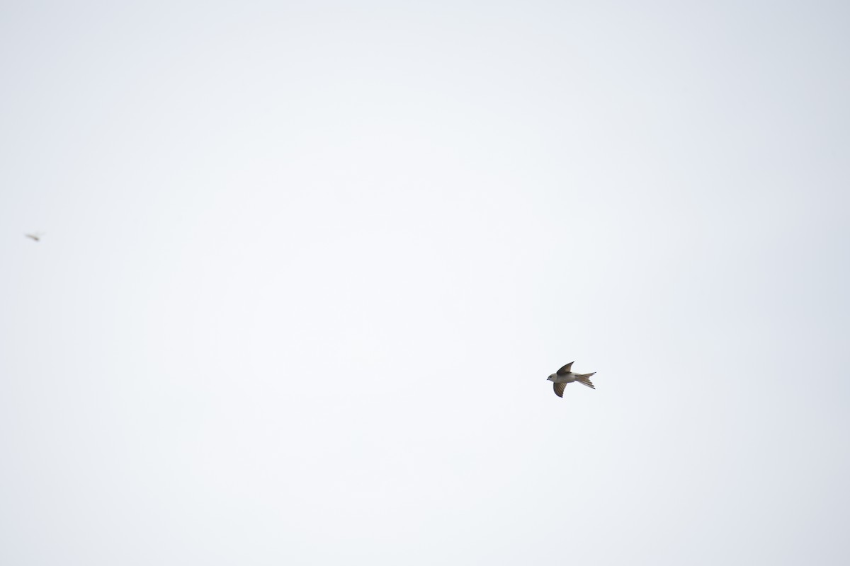 Asian Palm Swift - ML642799765
